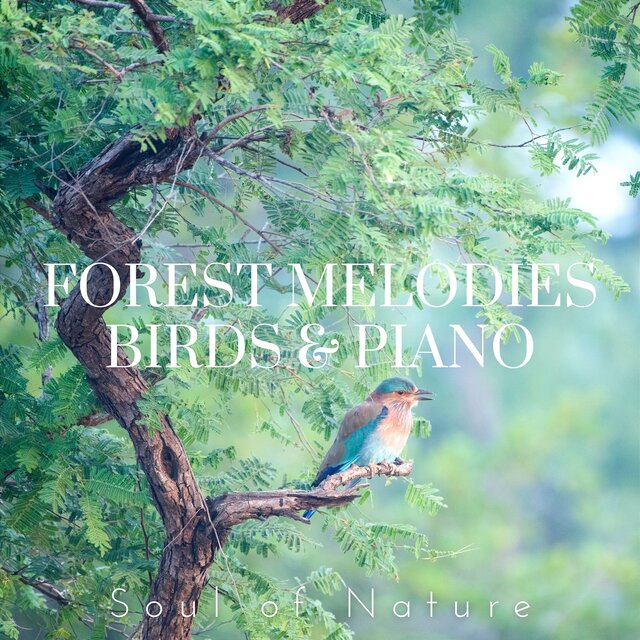Forest Melodies: Birds & Piano