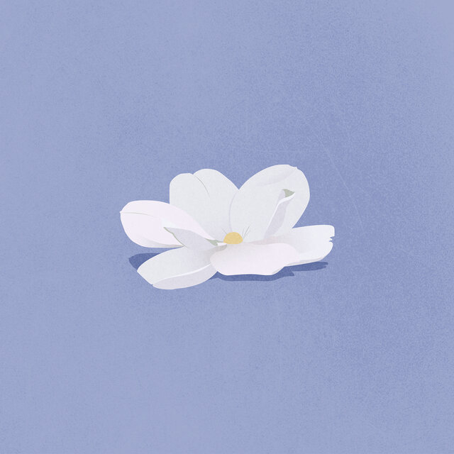 Magnolia