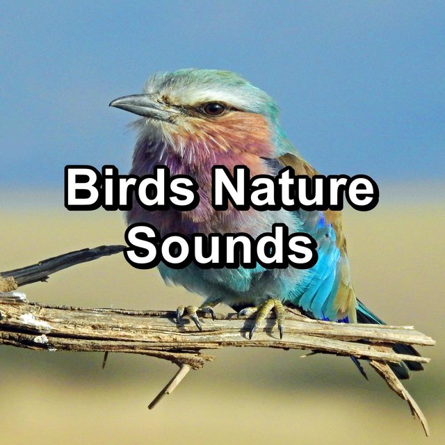 Birds Nature Sounds
