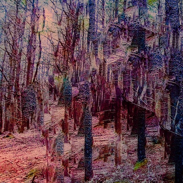 Lost in the Woods