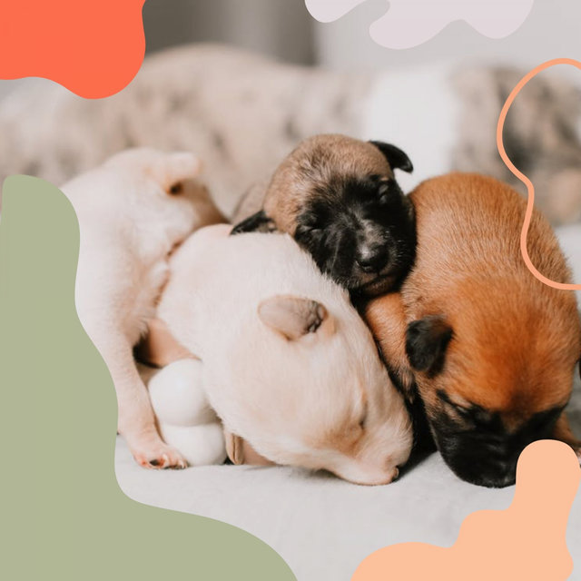 Music for Doggy Hotels - Sax Jazz