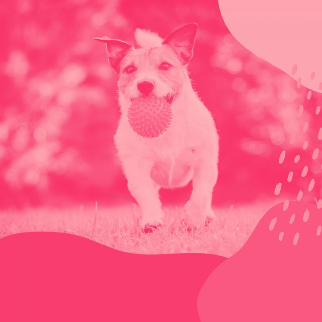 Backdrop for Relaxing Your Dog - Vintage Bossanova