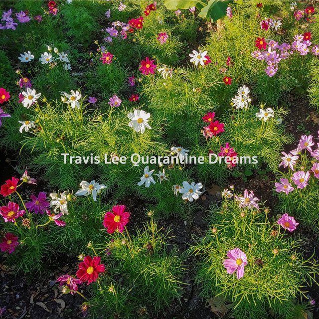 Quarantine Dreams