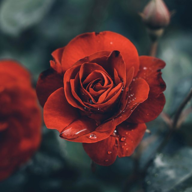 Sentimientos de Amor