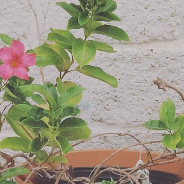 Cover art for album Z's Lullaby by Crystal Cross