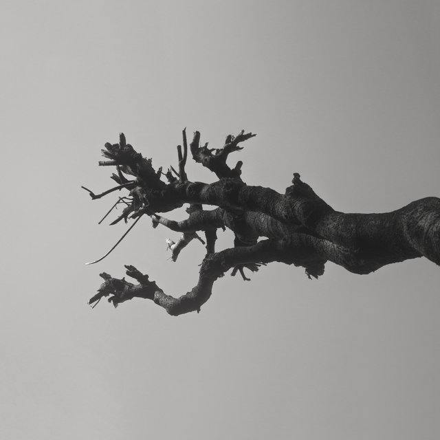 Dragon Rising