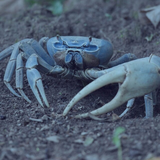 Guaiamum 