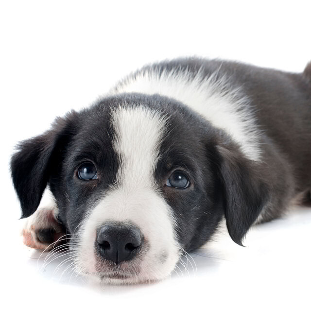 Barking Bliss: Relaxed Dog Ambient Soundscape