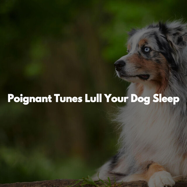 Poignant Tunes Lull Your Dog Sleep