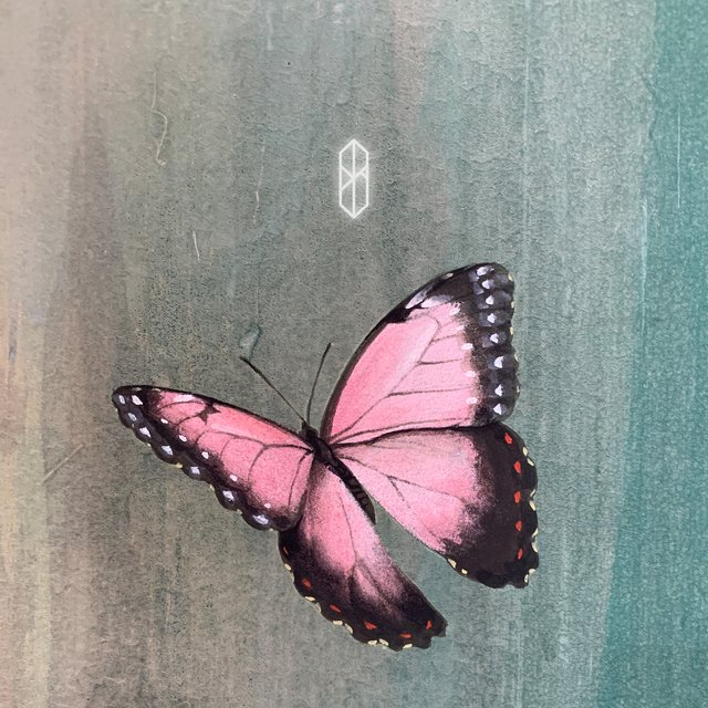 Dream 5 - Hi Blossom