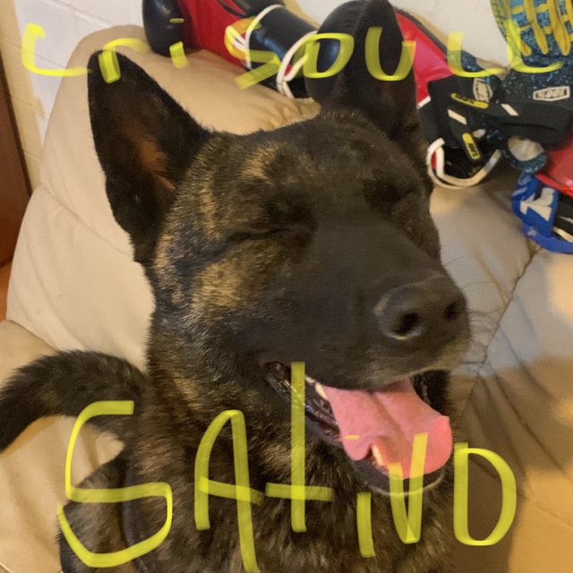 Sativo