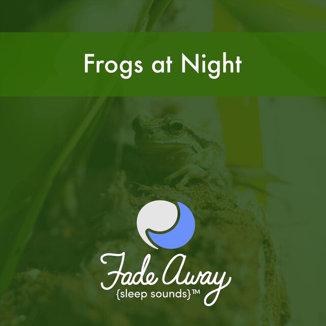 Frogs at Night
