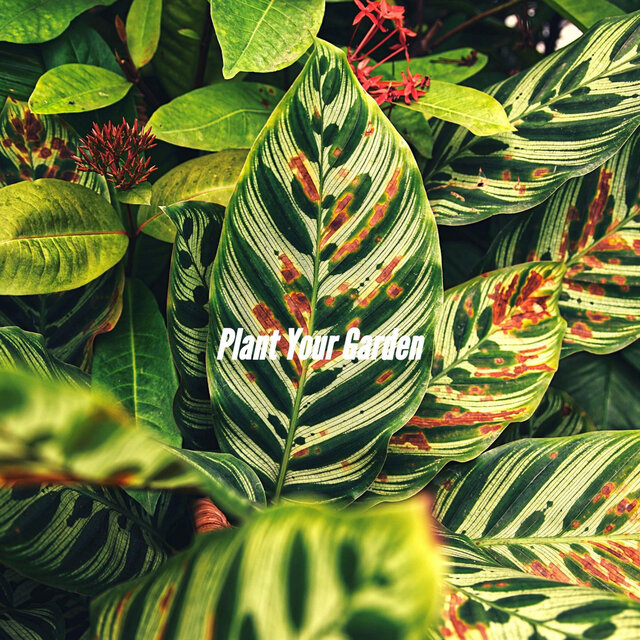 Plant Your Garden