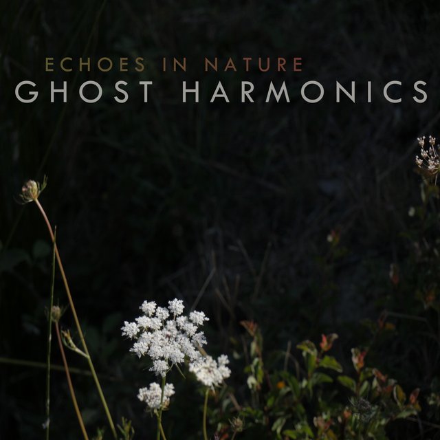 Echoes in Nature
