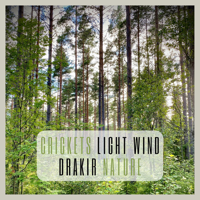 Crickets Light Wind