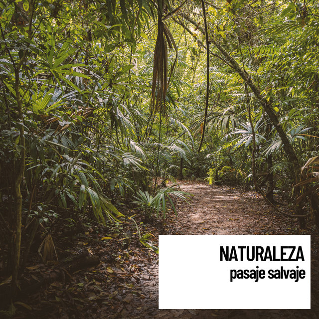 Sonidos Relajantes Naturaleza: pasaje salvaje