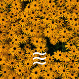 Enjoyful Composed Looped Sound