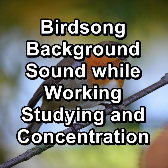 Birdsong Background Sound while Working Studying and Concentration