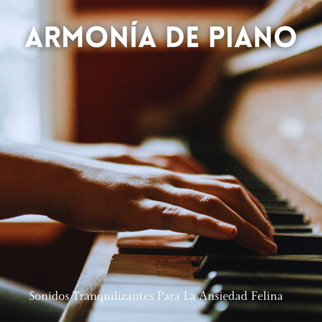 Armonía De Piano: Sonidos Tranquilizantes Para La Ansiedad Felina