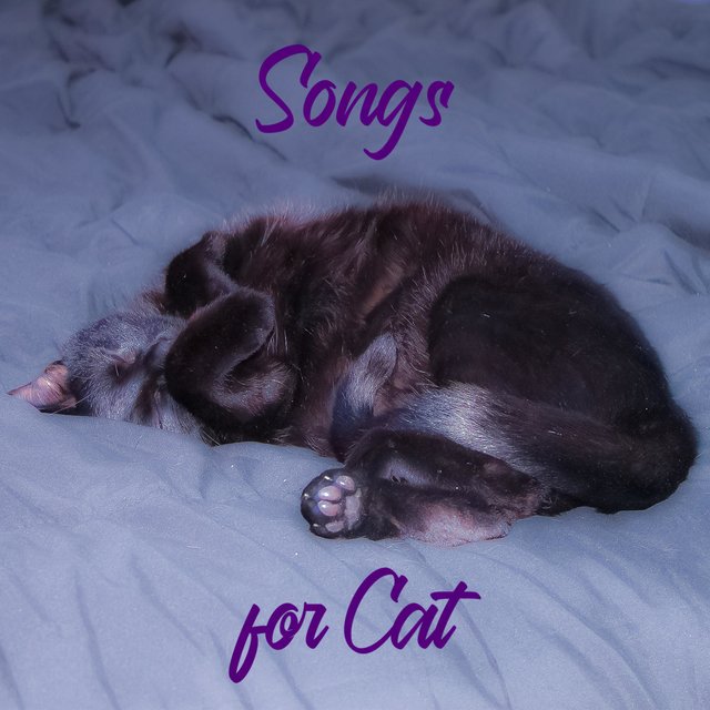 Songs for Cat