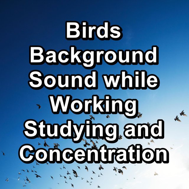 Birds Background Sound while Working Studying and Concentration
