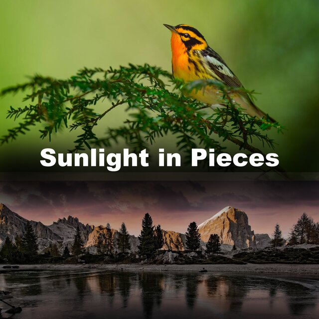 Sunlight in Pieces