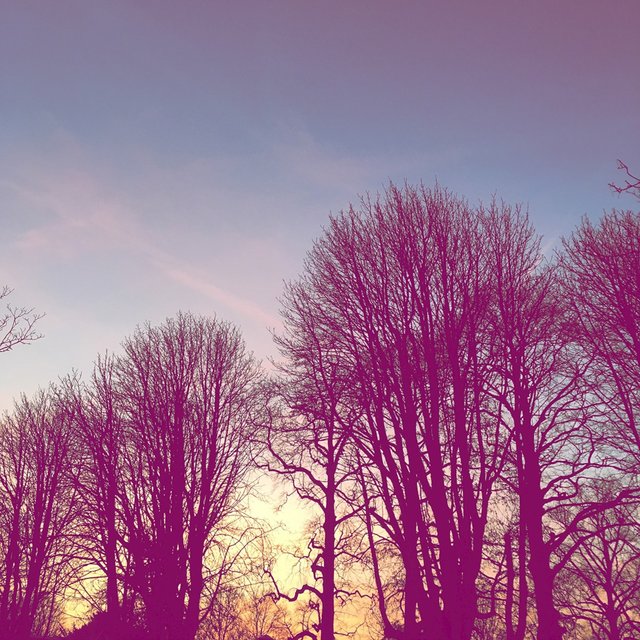 Pink Purple Planet