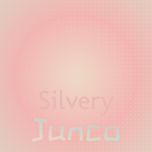Silvery Junco