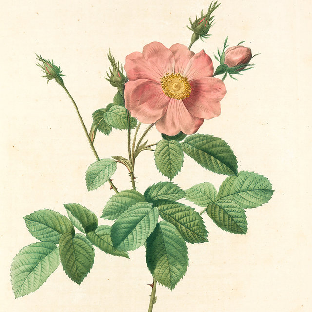 Floral Fm, Vol. 2