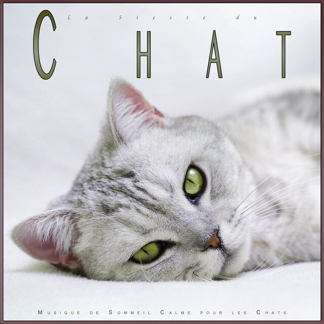 La Sieste du Chat : Musique de Sommeil Calme pour les Chats