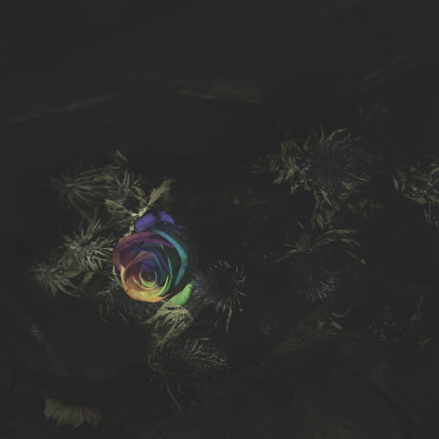 Anna (Flowers Won’t Grow)
