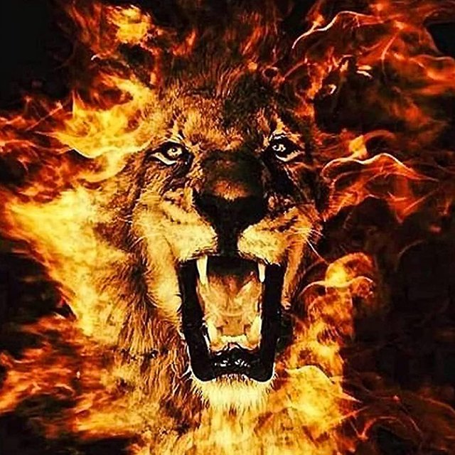 Like a Lion