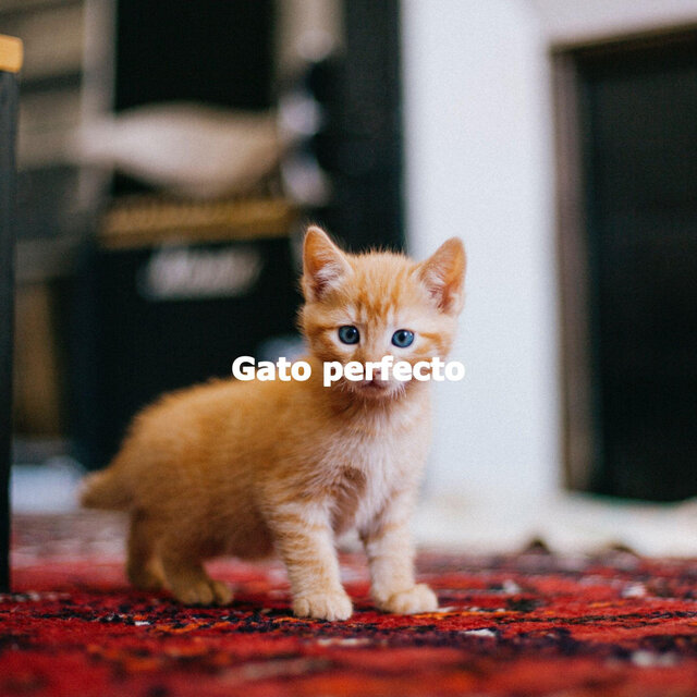 Gato perfecto