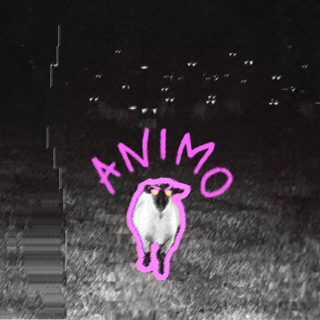 Animo