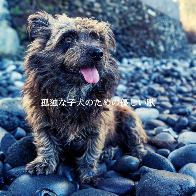 孤独な子犬のための優しい歌