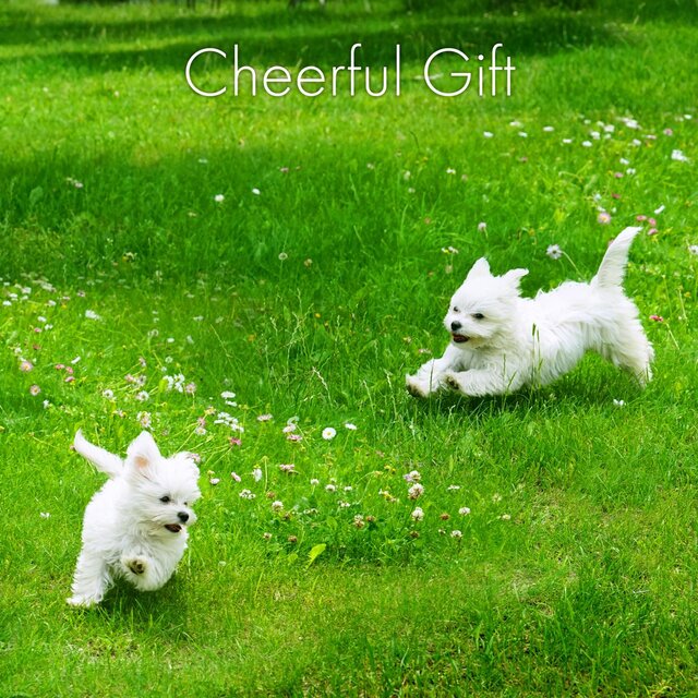 Cheerful Gift