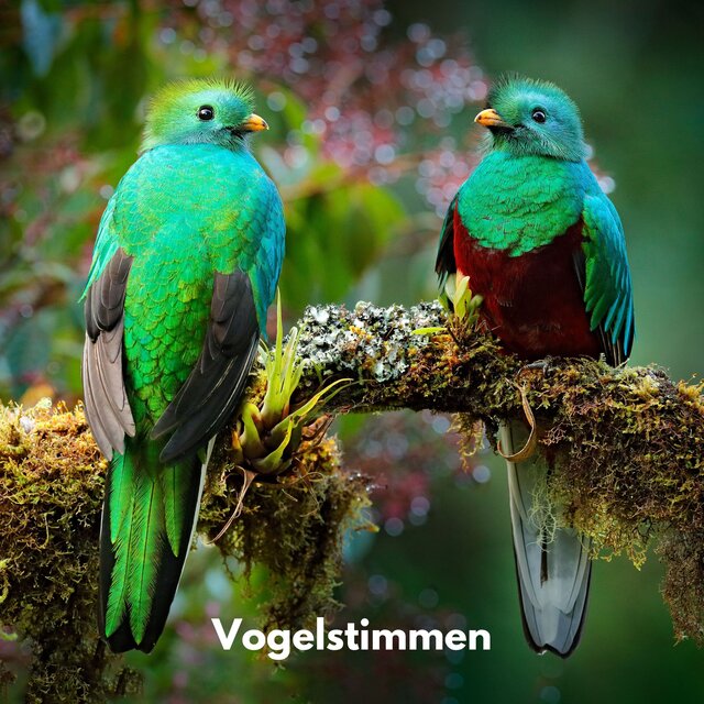 Vogelstimmen