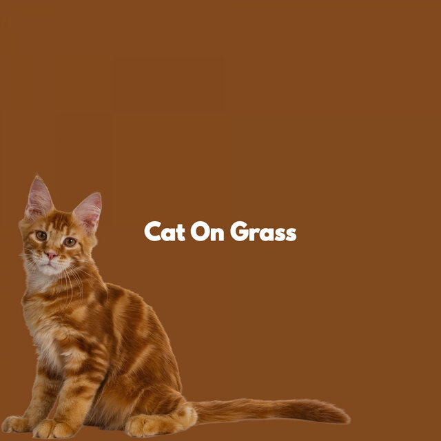 Cat On Grass