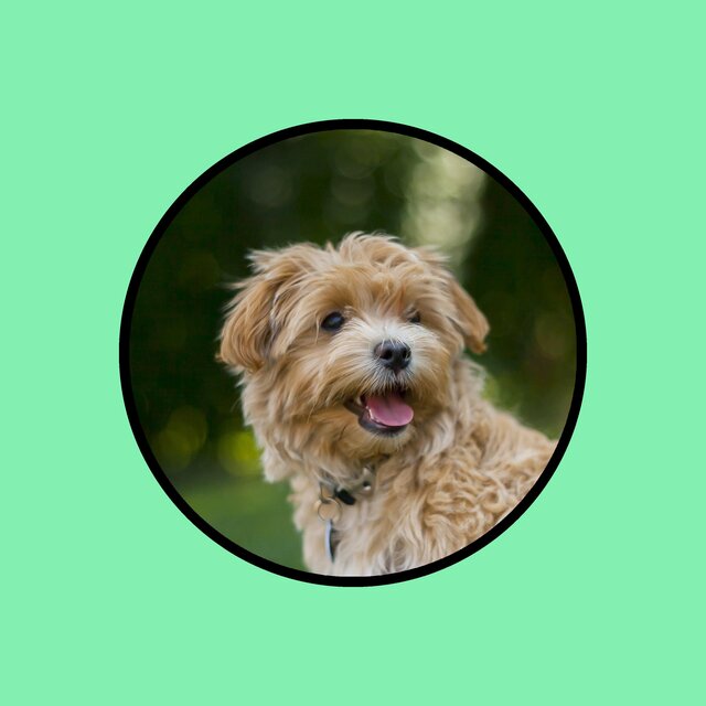 Meditation for Dogs