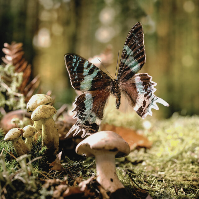 Magic Wings