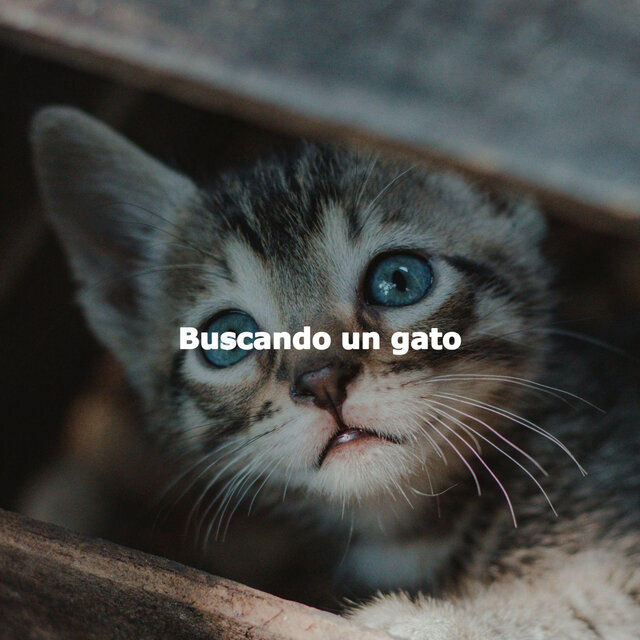 Buscando un gato