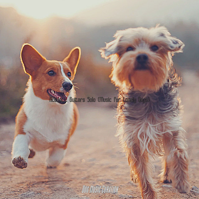 Acoustic Guitars Solo (Music for Lonely Dogs)