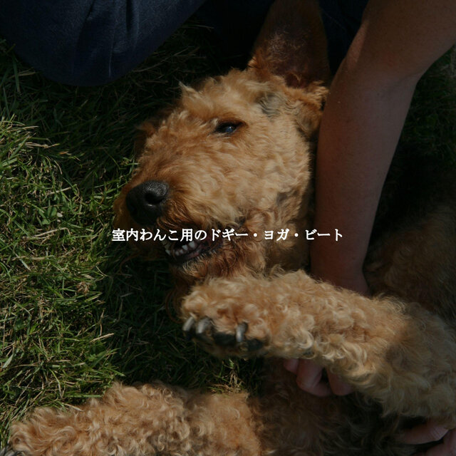 室内わんこ用のドギー・ヨガ・ビート