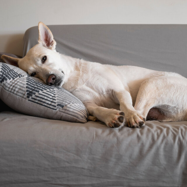 Melodic Pawfect Serenade: Soothing Brown Noise for Serene Dog Rest