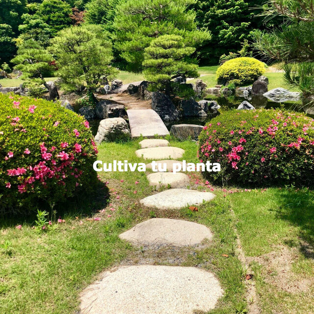 Cultiva tu planta