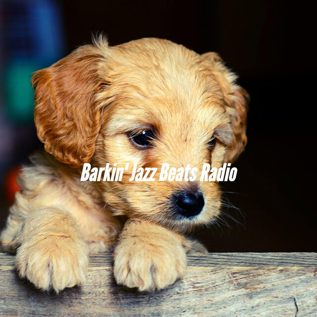 Barkin' Jazz Beats Radio