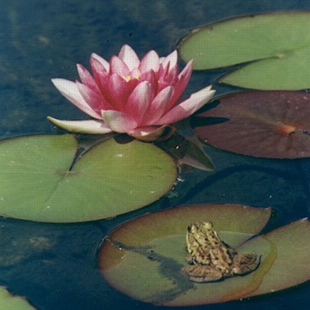 Buoyant