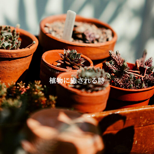 植物に癒される時