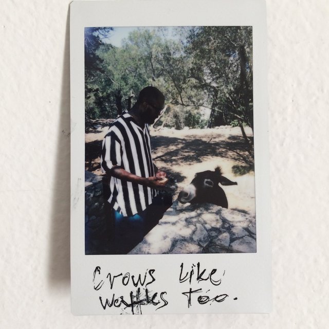 Crows Like Waffles Too