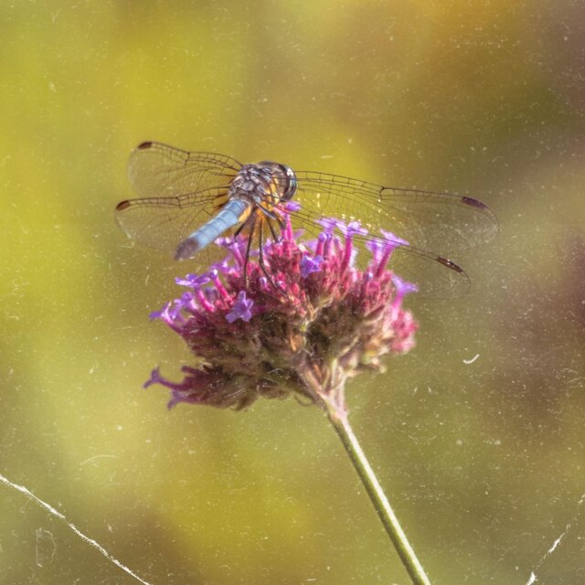 Dragonfly
